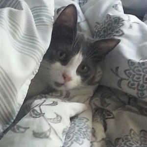 Meet your Posher, Marcellina